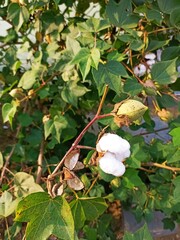 Cotton and seed