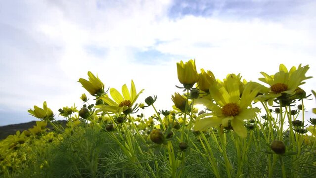 Yellow wildflowers against the sky wobble in the wind. Bottom view. 