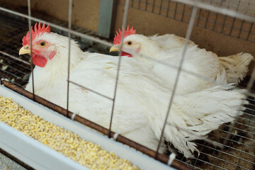 broiler chickens eat food close-up on a poultry farm.