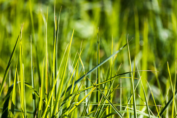 Green grass on a sunny day, natural background photo