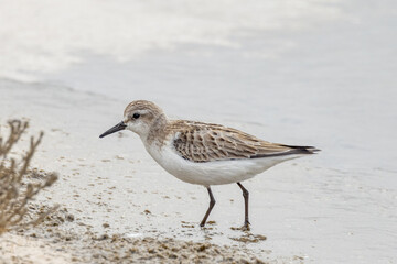 Red-necked Stint in South Australia