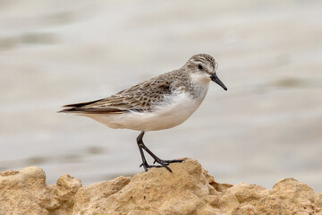 Red-necked Stint in South Australia