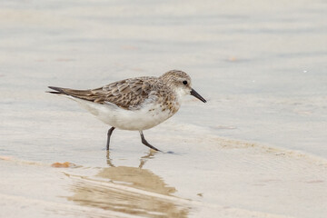 Red-necked Stint in South Australia
