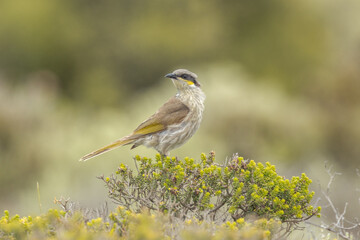 Singing Honeyeater in South Australia