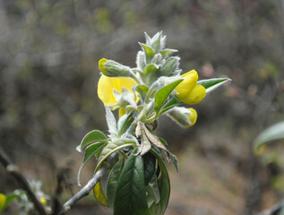 Honeybush flower fully blooms look mesmerizing at Barsay forest area in West Sikkim, India. This is also the herbal healer plant and there are around 500 species of herbal plants found in Sikkim...