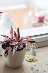 Flower Stromanta in beige pot, watering can and a hat.