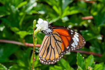 Danaus genutia or Common Tiger sits on a flower, Kharkiv, Ukraine