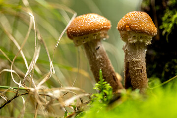 Dunkler Laubholzhallimasch