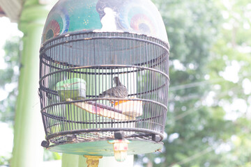 turtledove at the cage