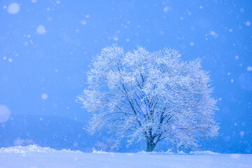 樹氷と雪景色