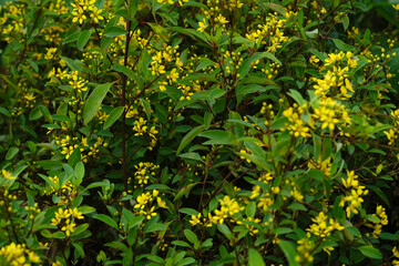 abstract green leaves background, green leaves texture background, monsoon mood.