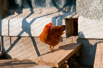 Hen in chicken coop © Liaurinko