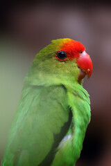 The black-winged lovebird (Agapornis taranta) also known as Abyssinian lovebird, portrait of the largest of the lovebirds.
