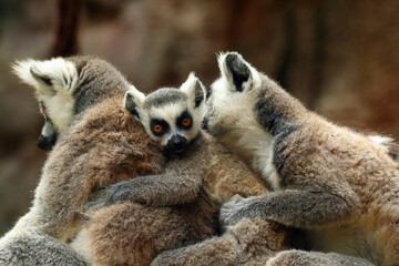 The ring-tailed lemur (Lemur catta), a pair of adults takes care of a young. Care of the young in primates. A tiny half monkey with yellow eyes.