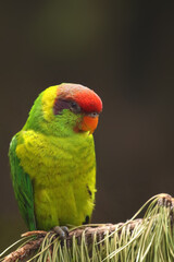 The iris lorikeet (Saudareos iris), a portrait of a green parrot with a red head and a colorful background. Portrait of a rare parrot.