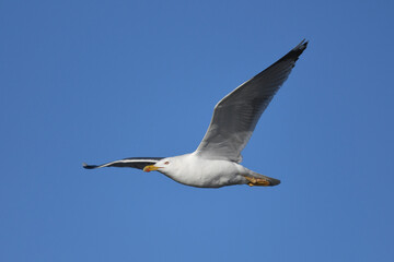 Fototapeta na wymiar Yellow-legged Gull // Mittelmeermöwe (Larus michahellis) - Greece // Griechenland