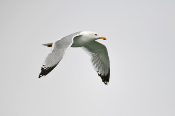 Yellow-legged Gull // Mittelmeermöwe (Larus michahellis) - Greece // Griechenland