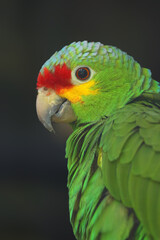 The red-lored amazon or red-lored parrot (Amazona autumnalis), portrait. Portrait of a green parrot on a dark background. Red-lored amazon subspecies Amazona autumnalis autumnalis.