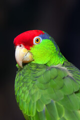 The red-crowned amazon (Amazona viridigenalis), alsored-crowned parrot, green-cheeked amazon or Mexican red-headed parrot, endangered amazon parrot. Portrait of a rare parrot on a dark background.