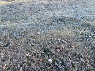 Obraz premium First morning frost on green grass and dry fallen maple leaves. The lawn is prepared to winter. Copy space. Late autumn. Weather forecast background. Nature detail. Winter. Top view. Garden cleaning.
