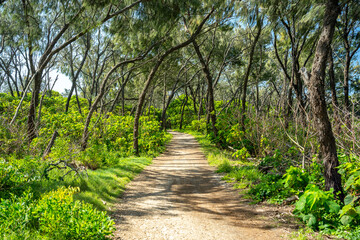 Fototapeta premium Hiking tracks in Southport Spit, Gold Coast, Queensland, Australia