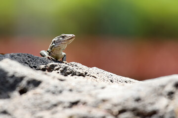 Gallotia galloti or Gallot's lizard or Tenerife lizard sometimes Western Canaries lizard, female portrait with green background.