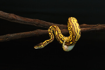 The Royal python (Python regius), also called the ball python lying twisted on a dry branch with a black background. Little ball python in the Bongo mutation on a dark background.