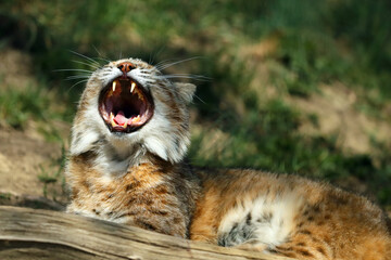 The bobcat (The bobcat (Lynx rufus), also known as the red lynx, yawning lying down. Adult bobcat with open mouth. Portrait of a lynx with an open mouth.), also known as the red lynx, yawning.