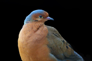 The Socorro dove (Zenaida graysoni) is a dove that is extinct in the wild. Very rare bird on a black background.Portrait of a rare pigeon on a dark background.