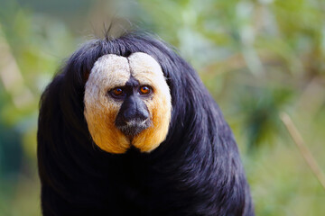 The white-faced saki (Pithecia pithecia), called the Guianan saki and the golden-faced saki, portrait of a smaller monkey on a green background. Monkey with white cheeks and a black head.