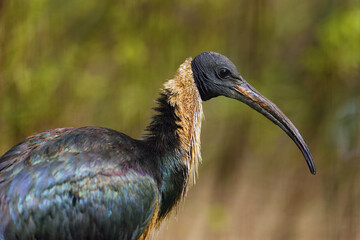 The straw-necked ibis (Threskiornis spinicollis), portrait of a water bird on a green background.