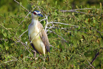 The black-crowned night heron (Nycticorax nycticorax) sitting on a green tree. Little night heron in Africa.