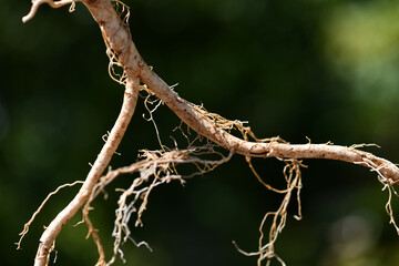 자연 식물 산삼 삼뿌리 한국약초 약초