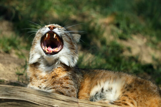 The bobcat (The bobcat (Lynx rufus), also known as the red lynx, yawning lying down. Adult bobcat with open mouth. Portrait of a lynx with an open mouth.), also known as the red lynx, yawning.