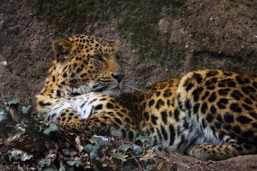 Fototapeta na wymiar The North China leopards (Panthera pardus japonensis), a large male lying on a rock. Portrait of a big asian leopard.