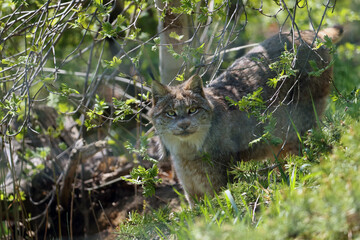 The Canada Lynx (Lynx canadensis) in the thick bushes. Big lynx in green. Bright Canadian cat on a slope in green bushes.