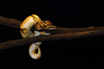 The Royal python (Python regius), also the ball python lying twisted on a dry branch with a black background. Ball python Calico mutation on a branch with a dark background.