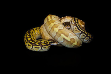 The Royal python (Python regius), also the ball python, a group of females on a dark background. Four female pythons in one clump on a black background.