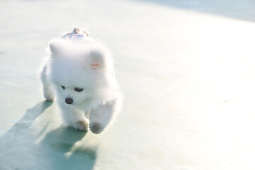 강아지 포메라니안 화이트 귀여운 사랑스러운 © 정애 조