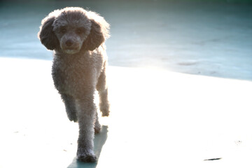 강아지 푸들 귀여운 사랑스러운