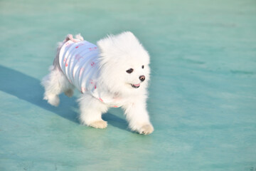 강아지 포메라니안 화이트 귀여운 사랑스러운 © 정애 조