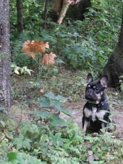  French bulldog in the forest under yellowed leaves