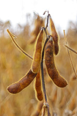 Ripe soybean pods, close up. Agricultural soy plantation on field.
