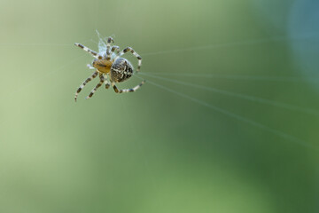 Cross spider in a spider web, lurking for prey. Blurred background