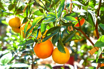 ripe tangerine fruits on a tree branch - 535435192