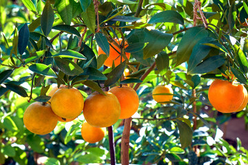ripe tangerine fruits on a tree branch - 535435196