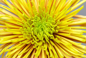 Close up of yellow aster flower. Aesthetic  blooming. Macro petal.