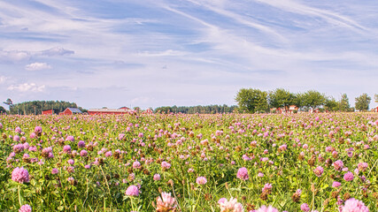 Clover field on a meadow. Flower meadow in green and pink. Plants from nature.
