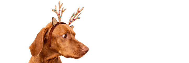 Dog Christmas Banner. Vizsla wearing xmas reindeer antlers studio portrait on white background.