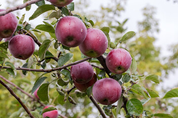 Branch of apple tree with red apples covered with dew